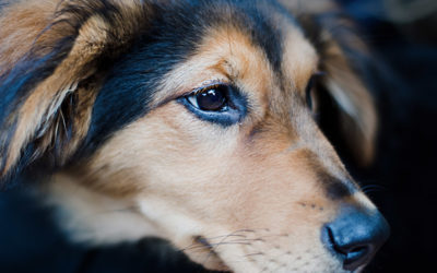 Warum ein Blog über Tieraugen?