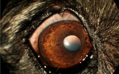 Lidneoplasie: Wegschneiden oder beobachten, das ist die Frage?