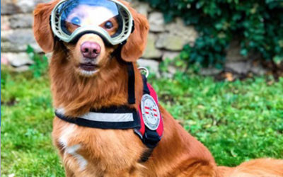 Warum braucht der Hund eigentlich keine Brille zum Sehen?