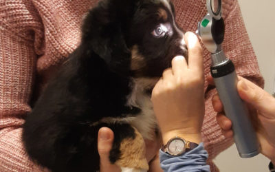 Wenn die Augen des jungen Hundes rot sind