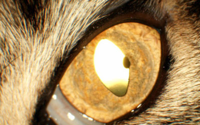 Wie man ein Irismelanom eindeutig von einer Iriszyste unterscheiden kann!
