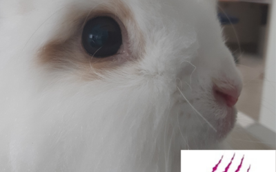 Wann das Kaninchen zum Ophthalmologen muss!