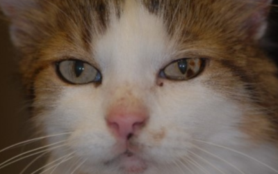 5 Dinge, die du ganz genau beurteilen solltest, wenn du eine Katze mit einer Verfärbung der Iris vorgestellt bekommst!