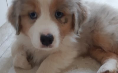 Augen auf beim Welpen-Kauf!