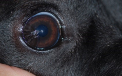 Wo sich Dermoide überall am Tierauge verstecken können?