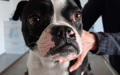 Rotes Auge ist nicht gleich rotes Auge!